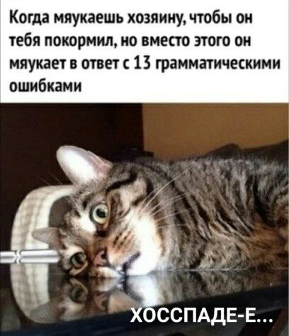 Когда мяукаешь хозяину, чтобы он тебя покормил, но вместо этого он мяукает в ответ с 13 грамматическими ошибками
ХОСПАДЕ-Е...