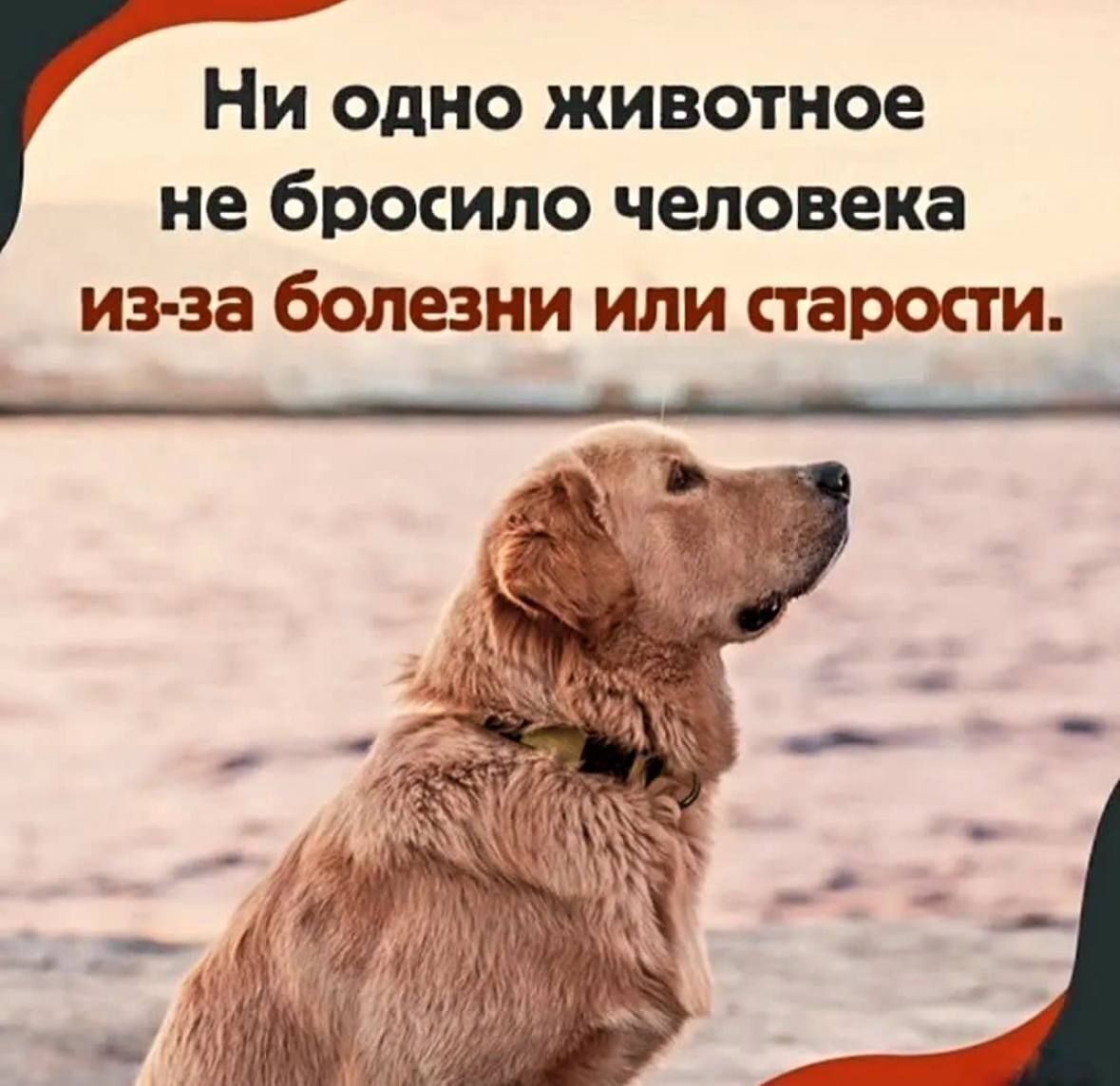 Ни одно животное не бросило человека из-за болезни или старости.