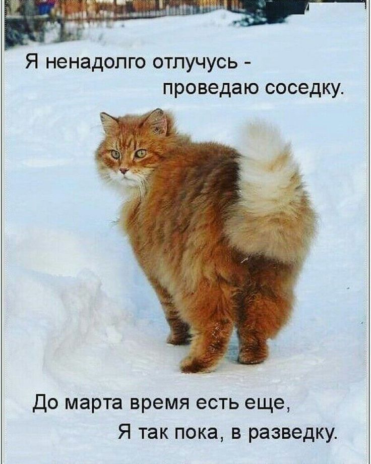 Я ненадолго отключусь - проведаю соседку. До марта время есть еще, Я так пока, в разведку.