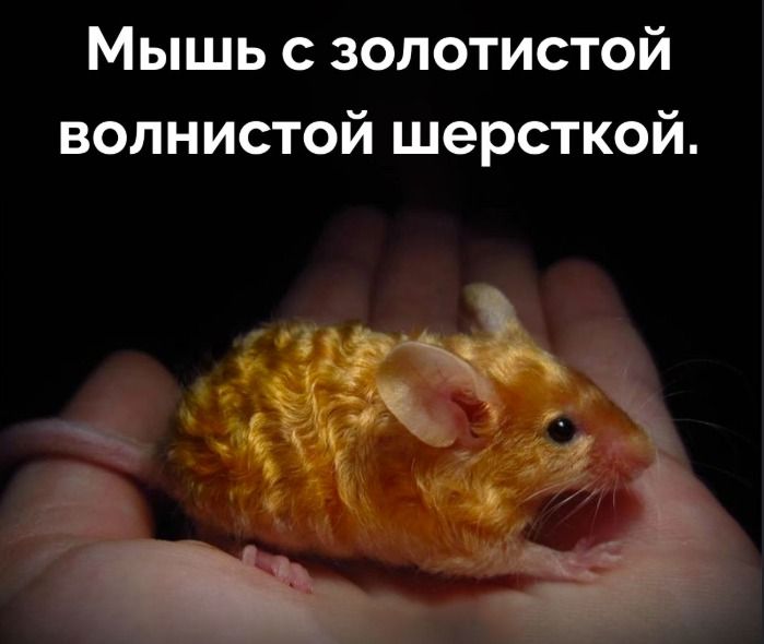 Мышь с золотистой волнистой шерсткой.