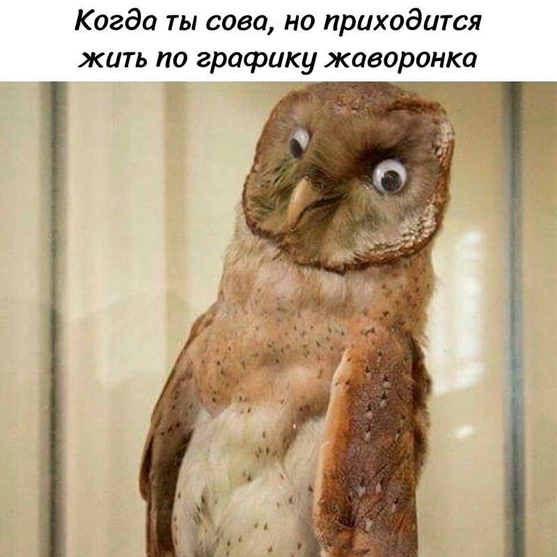 Когда ты сова, но приходится жить по графику жаворонка
