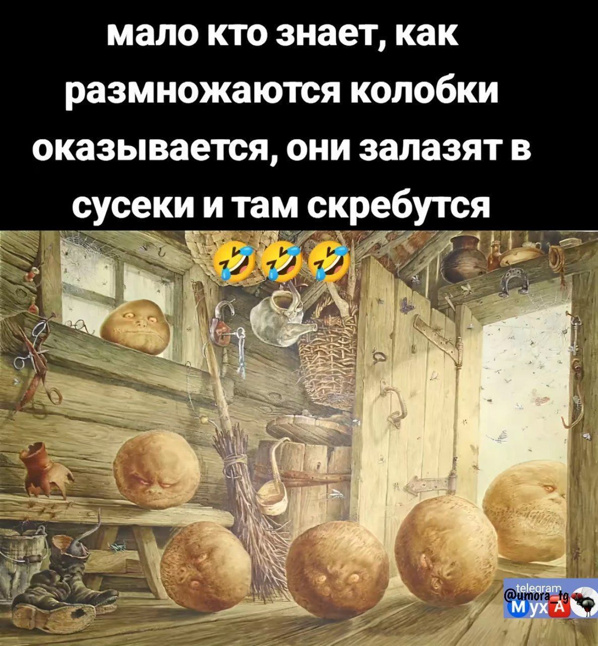 мало кто знает, как размножаются колобки оказывается, они залазят в соски и там скребутся