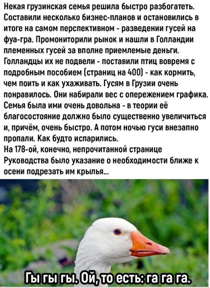 Некaя грузинская семья решила быстро разбогатеть. Составили несколько бизнес-планов и остановились в итоге на самом перспективном - разведении гусей на фуа-гра. Промониторили рынок и нашли в Голландии племенных гусей за вполне приемлемые деньги. Голландцы их не подели - поставили птиц вовремя с подробным пособием (страницы на 400) - как кормить, че