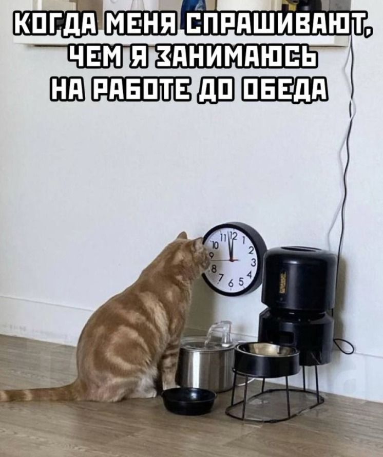 КОГДА МЕНЯ СПРАШИВАЮТ, ЧЕМ Я ЗАНИМАЮСЬ НА РАБОТЕ ДО ОБЕДА