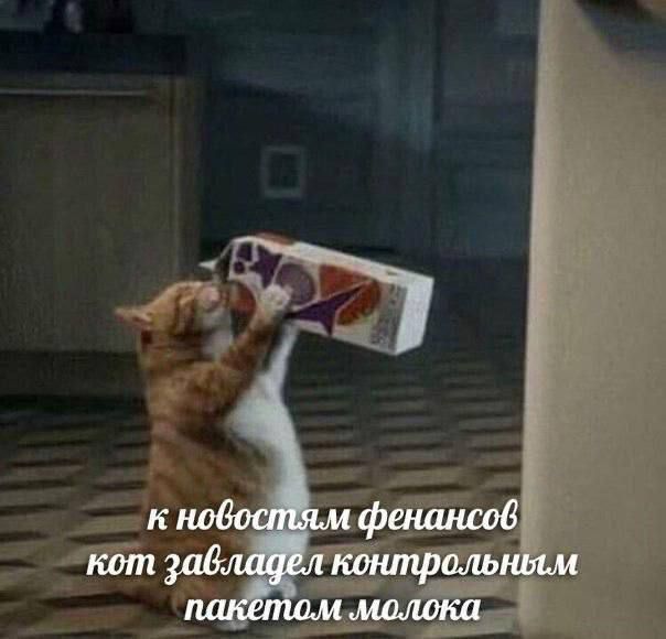 к новостям финансов кот завладел контрольным пакетом молока