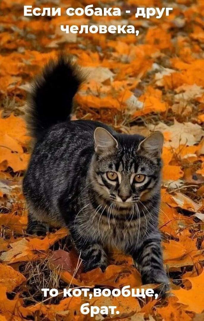 Если собака - друг человека, то кот,вообще, брат.