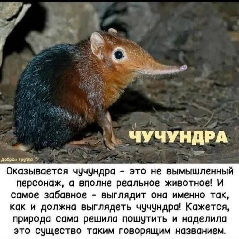 ЧУЧУНДРА

Добрая группа Оказывается чучундра - это не вымышленный персонаж, а вполне реальное животное! И самое забавное - выглядит она именно так, как и должна выглядеть чучундра! Кажется, природа сама решила пошутить и наделила это существо таким говорящим названием.