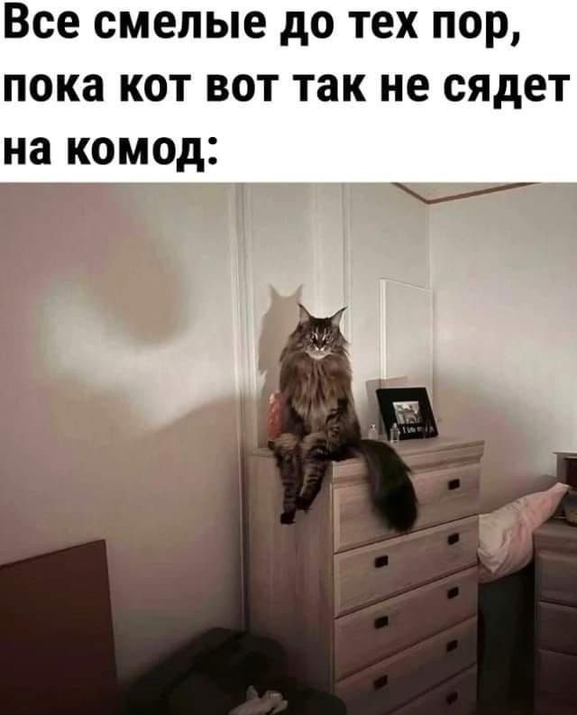 Все смелые до тех пор, пока кот вот так не сядет на комод: