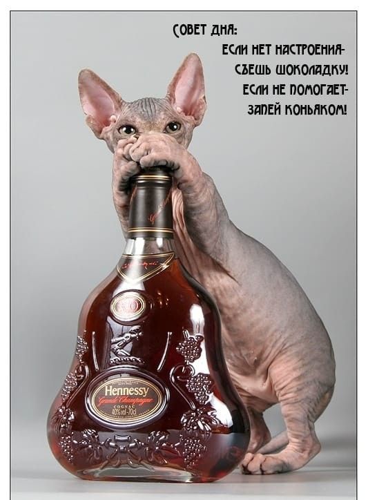 Совет дня: Если нет настроения - съешь шоколадку! Если не помогает - залей коньячком!