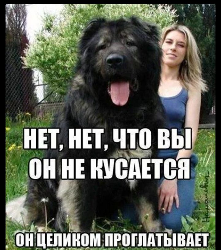 НЕТ, НЕТ, ЧТО ВЫ? ОН НЕ КУСАЕТСЯ. ОН ЦЕЛИКОМ ПРОГЛЫВАЕТ