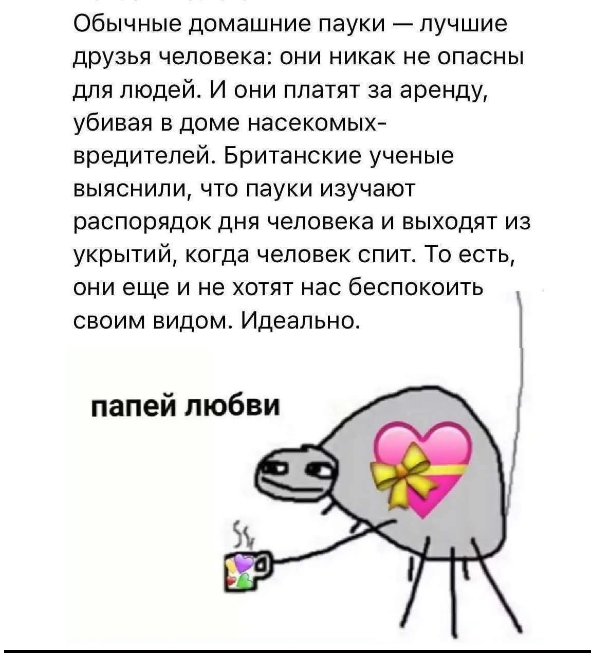 Обычные домашние пауки — лучшие друзья человека: они никак не опасны для людей. И они платят за аренду, убивая в доме насекомых-вредителей. Британские ученые выяснили, что пауки изучают распорядок дня человека и выходят из укрытий, когда человек спит. То есть, они еще и не хотят нас беспокоить своим видом. Идеально.
pапей любви