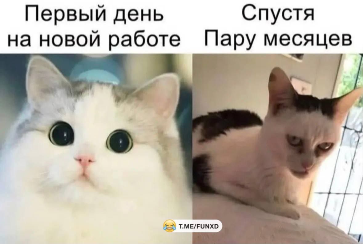 Первый день на новой работе\nСпустя пару месяцев