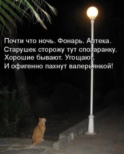 Почти что ночь. Фонаръ. Аптека. Старушек сторожу тут спозаранку. Хорошие бывают. Угощают. И офигенно пахнут валерьянкой!