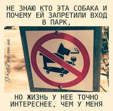 НЕ ЗНАЮ КТО ЭТА СОБАКА И ПОЧЕМУ ЕЙ ЗАПРЕТИЛИ ВХОД В ПАРК, НО ЖИЗНЬ У НЕЕ ТОЧНО ИНТЕРЕСНЕЕ, ЧЕМ У МЕНЯ