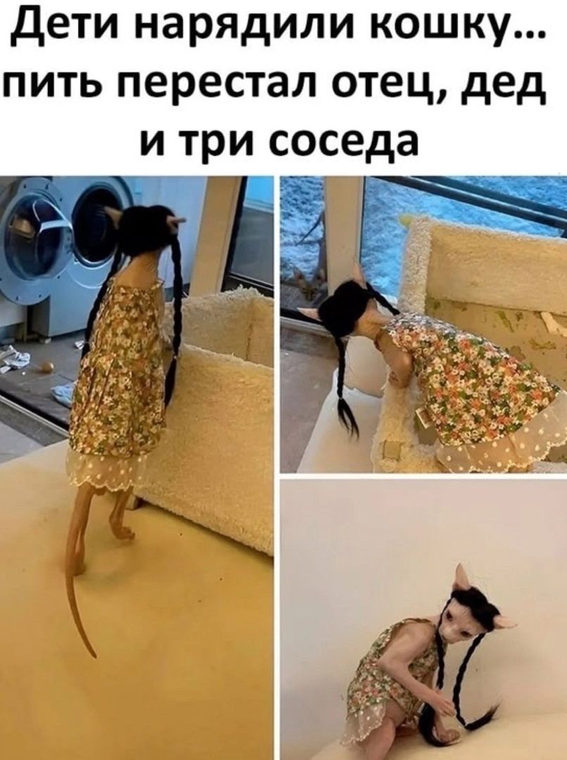 Дети нарядили кошку... пить перестал отец, дед и три соседа