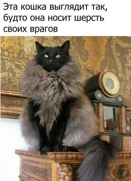 Эта кошка выглядит так, будто она носит шерсть своих врагов
