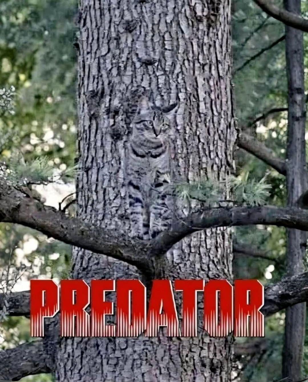PREDATOR