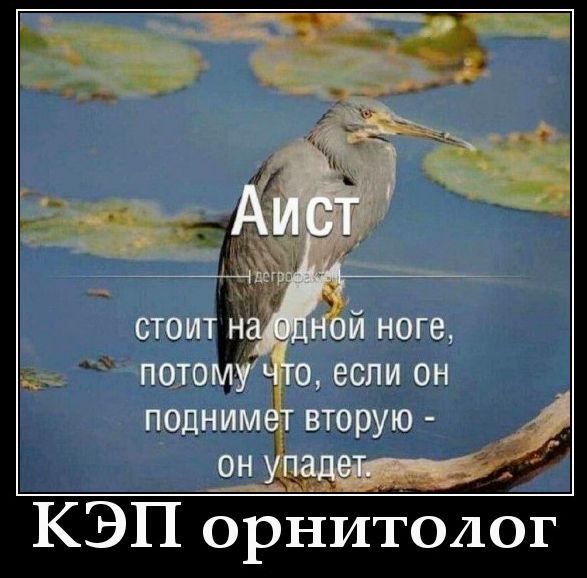 Аист стоит на одной ноге, потому что, если он поднимет вторую - он упадет. КЭП орнитолог