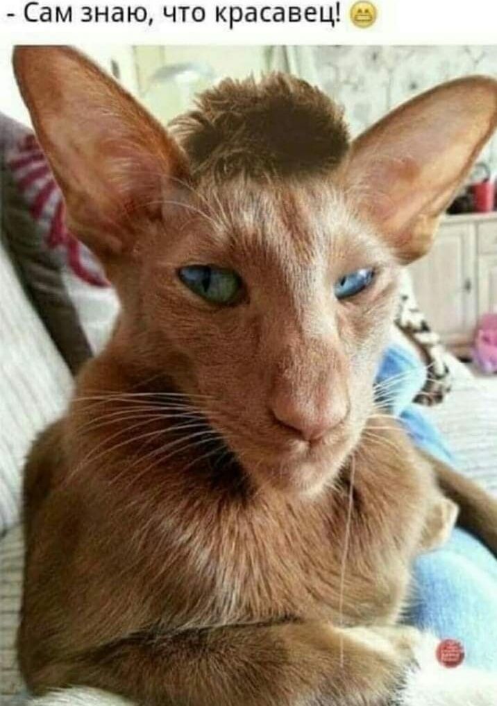 - Сам знаю, что красавец! 😁