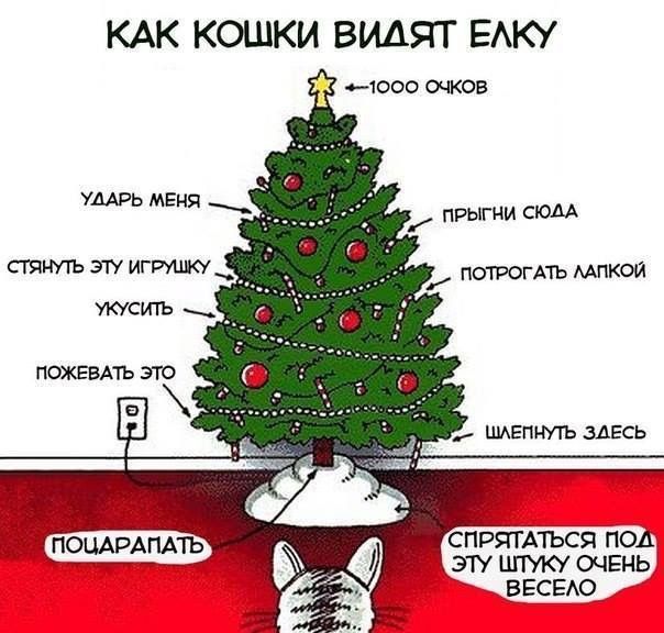 КАК КОШКИ ВИДЯТ ЕЛКУ
-1000 очков
УДАРЬ МЕНЯ
ПРЫГНИ СЮДА
СТЯНУТЬ ЭТУ ИГРУШКУ
ПОТОРОГАТЬ ЛАПОЙ
УКУСИТЬ
Пожевать ЭТО
ПожГать? (непонятно)
ПОЧАРАПАТЬ
ШЕПНУТЬ ЗДЕСЬ
СПРЯТАТЬСЯ ПОД ЭТИМ ШТУКУ ОЧЕНЬ ВЕСЕЛО