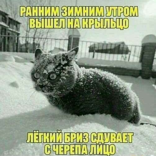 РАННИМ ЗИМНИМ УТРОМ ВЫШЕЛ НА КРЫЛЬЦО ЛЁГКИЙ БРИЗ СДУВАЕТ С ЧЕРЕПА ЛИЦО