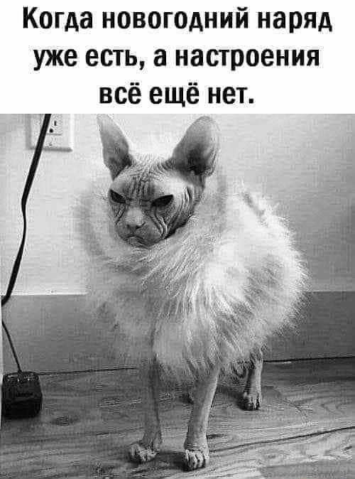 Когда новогодний наряд уже есть, а настроение всё ещё нет.
