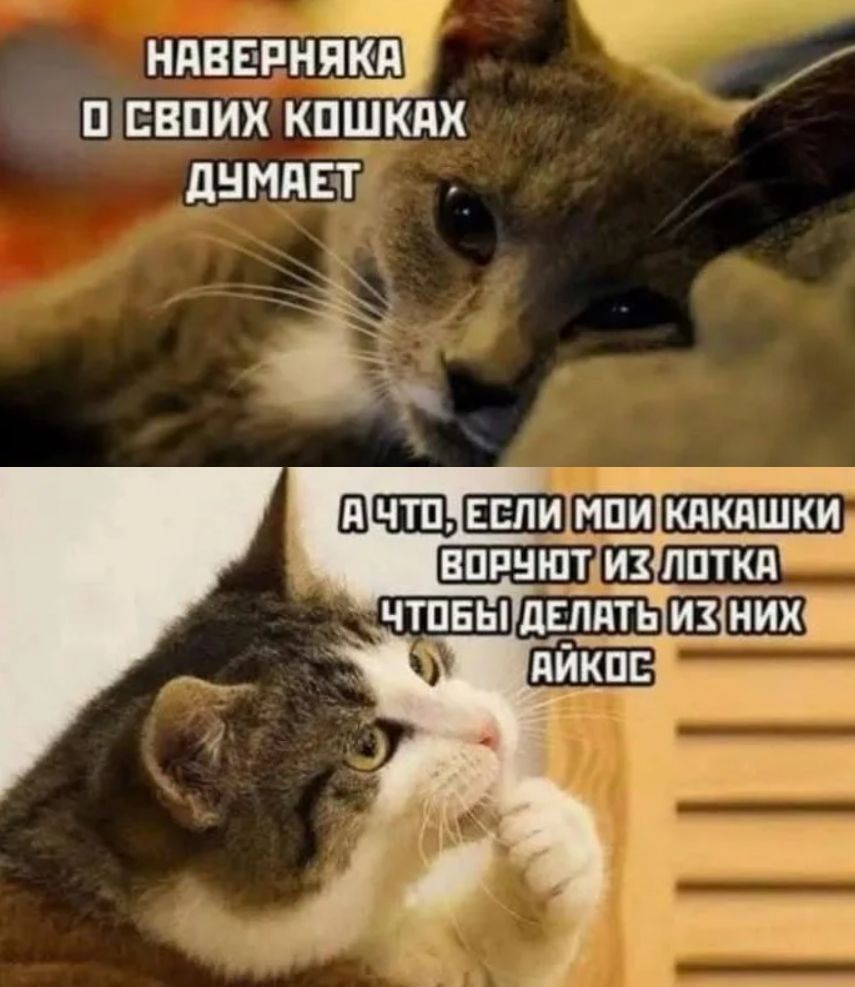 Наверняка о своих кошках думает\nА что, если мои какашки воруют из лотка чтобы делать из них айкос