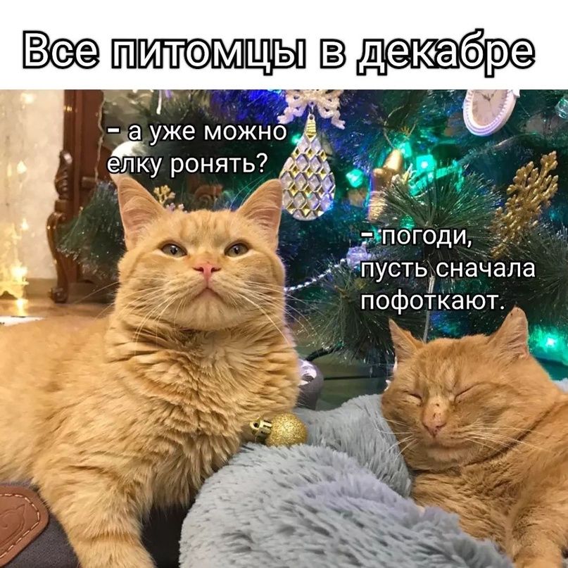 Все питомцы в декабре
- а уже можно елку ронять?
- погоди, пусть сначала пофоткают.