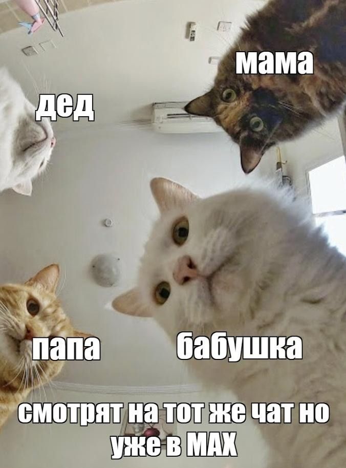 мама
папа
дед
бабушка
смотрят на тот же чат но уже в MAX