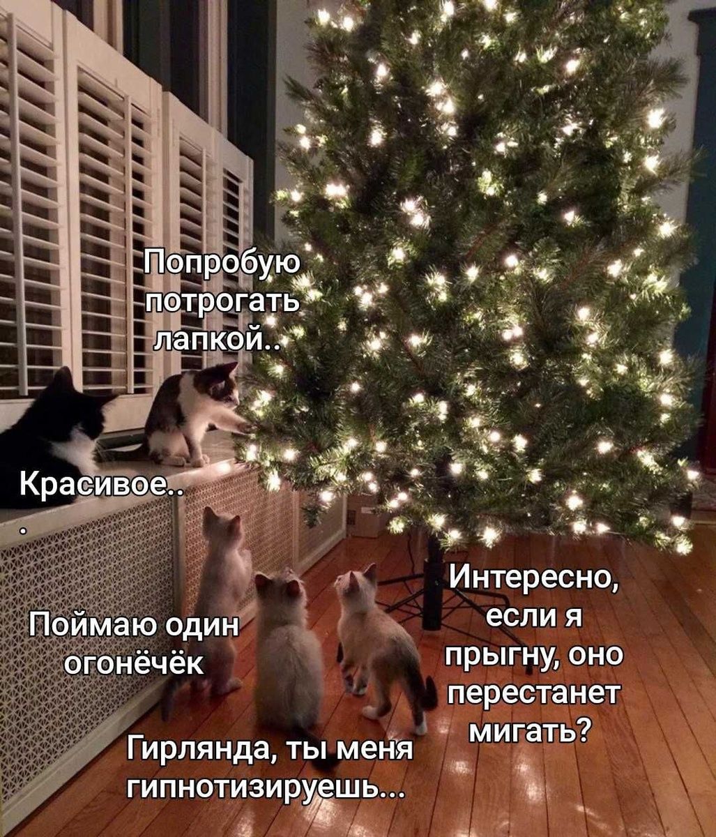 Попробую потрогать лапкой..
Красивое..
Поймаю один огонёчек
Гирлянда, ты меня гипнотизируешь...
Интересно, если я прыгну, оно перестанет мигать?