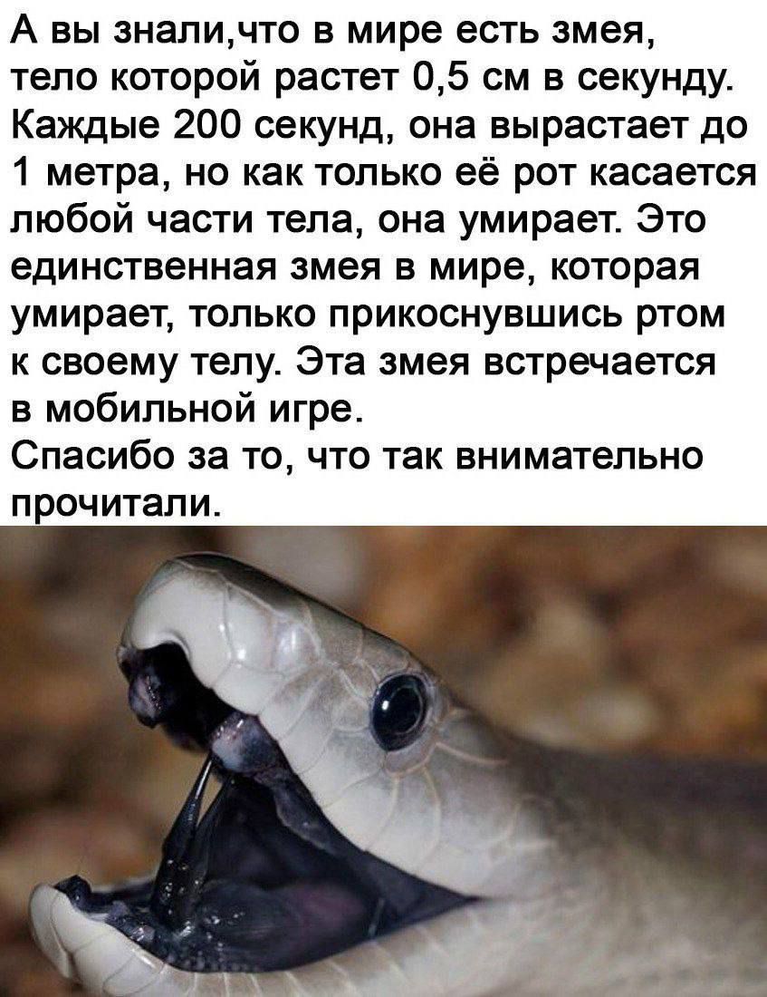А вы знали,что в мире есть змея, тело которой растет 0,5 см в секунду. Каждые 200 секунд, она вырастает до 1 метра, но как только её рот касается любой части тела, она умирает. Это единственная змея в мире, которая умирает, только прикоснувшись ртом к своему телу. Эта змея встречается в мобильной игре. Спасибо за то, что так внимательно прочитали.