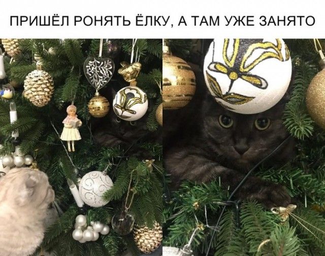 ПРИШЁЛ РОНЯТЬ ЁЛКУ, А ТАМ УЖЕ ЗАНЯТО