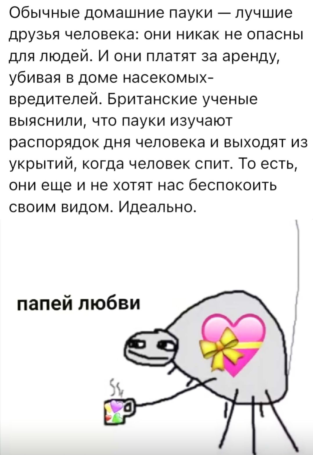 Обычные домашние пауки — лучшие друзья человека: они никак не опасны для людей. И они платят за аренду, убивая в доме насекомых вредителей. Британские учёные выяснили, что пауки изучают распорядок дня человека и выходят из укрытий, когда человек спит. То есть, они ещё и не хотят нас беспокоить своим видом. Идеально. 
папей любви