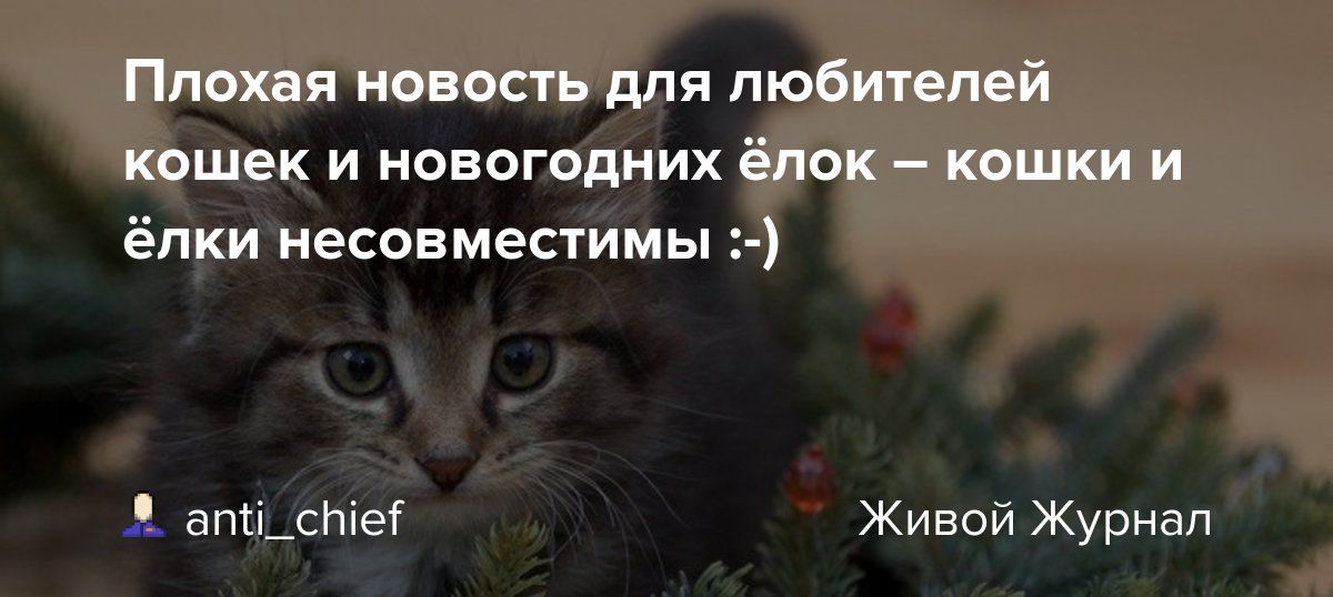 Плохая новость для любителей кошек и новогодних ёлок – кошки и ёлки несовместимы :)