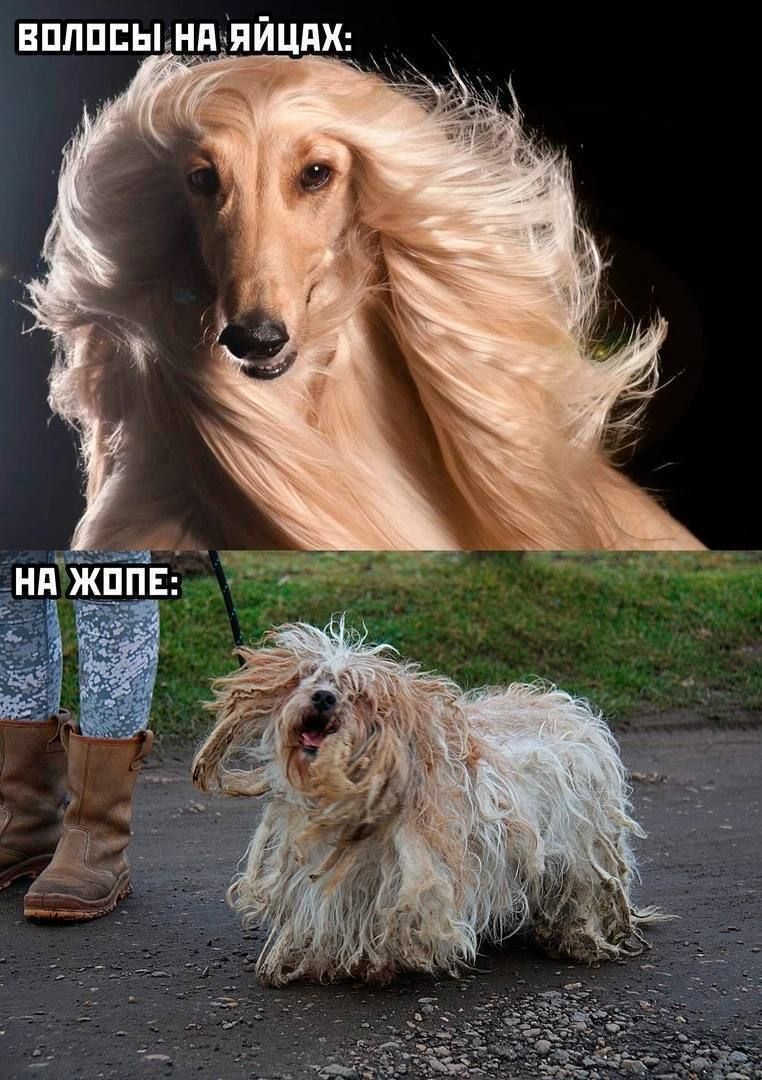 ВОЛОСЫ НА ЯЙЦАХ:
НА ЖОПЕ:
