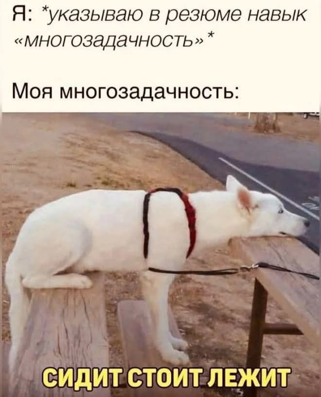 Я: *указываю в резюме навык «многозадачность»*
Моя многозадачность:
сидит стоит лежит