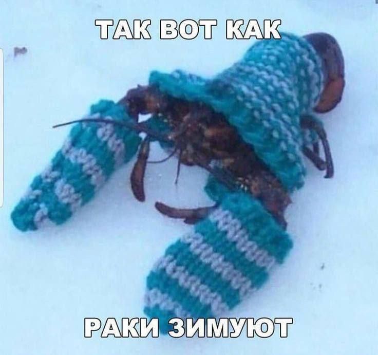 ТАК ВОТ КАК РАКИ ЗИМУЮТ