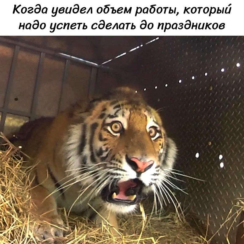 Когда увидел объем работы, который надо успеть сделать до праздников