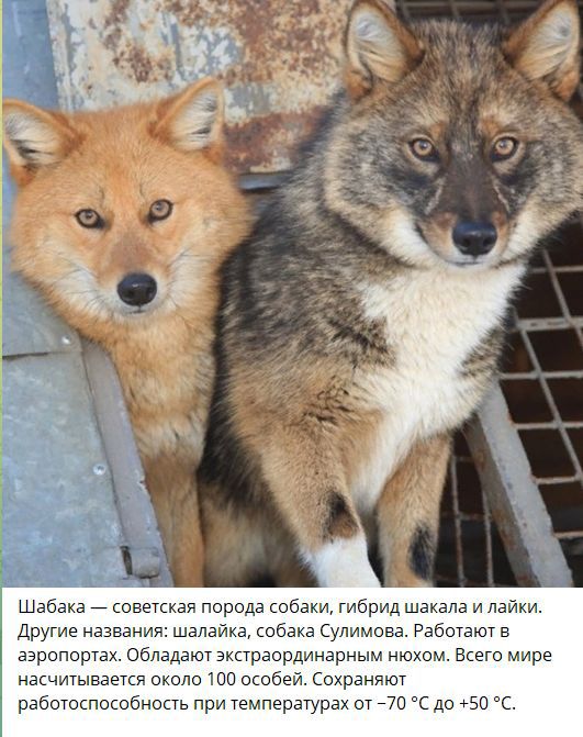 Шабака — советская порода собаки, гибрид шакала и лайки. Другие названия: шакалa, собака Сулимова. Работают в аэропортах. Обладают необычайным нюхом. Всего мире насчитывается около 100 особей. Сохраняют работоспособность при температурах от -70°C до +50°C.