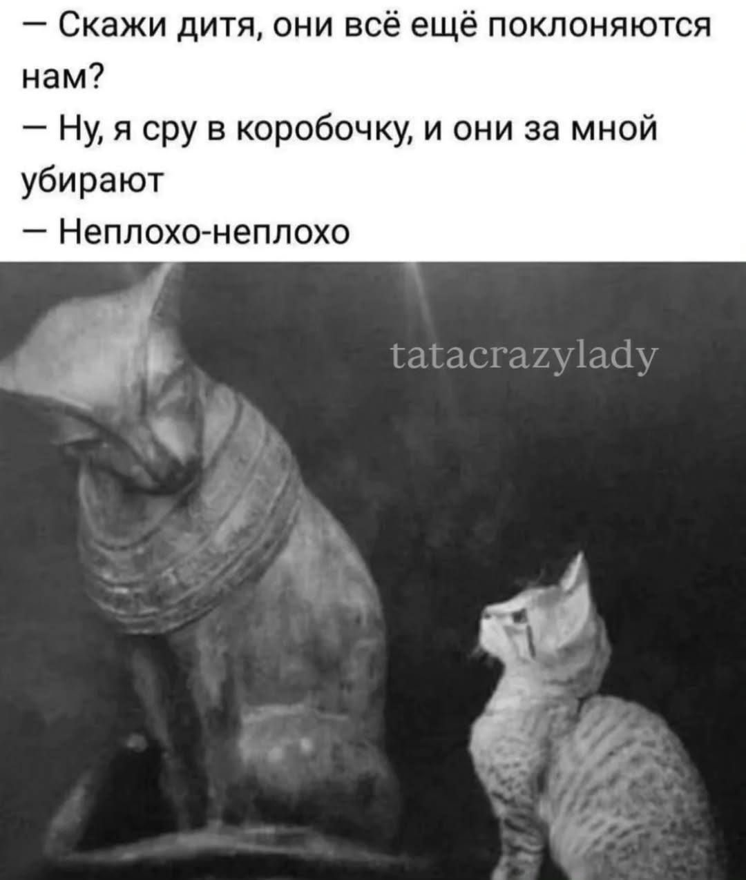 - Скажи дитя, они всё ещё поклоняются нам?
- Ну, я сру в коробочку, и они за мной убирают
- Неплохо-неплохо