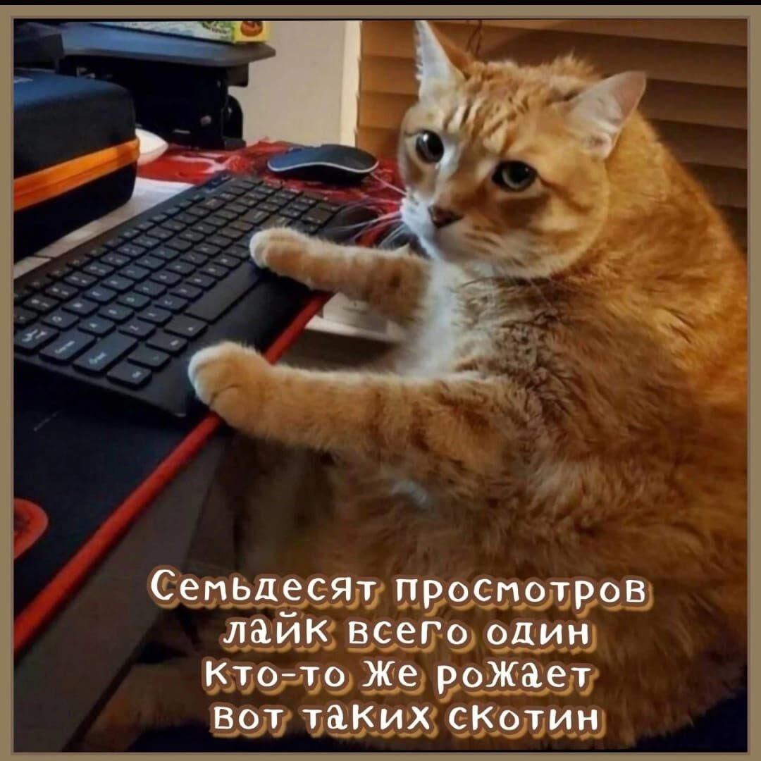 Семьдесят просмотров лайк всего один кто-то же рожает вот таких скотин