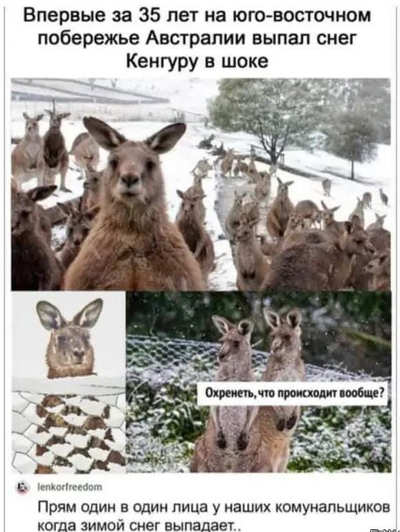 Впервые за 35 лет на юго-восточном побережье Австралии выпал снег кенгуру в шоке

Охренеть, что происходит вообще?

Прям один в один лица у наших коммунальщиков когда зимой снег выпадает..