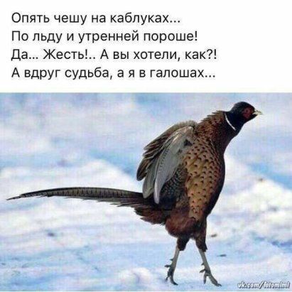 Опять чешу на каблуках... По льду и утренней пороще! Да... Жесть!.. А вы хотели, как?! А вдруг судьба, а я в галошах...