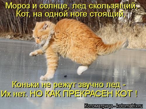 Мороз и солнце, лед скользящий,
Кот, на одной ноге стоящий,
Коньки не режут звучно лед - Их нет. NO КАК ПРЕКРАСЕН КОТ !