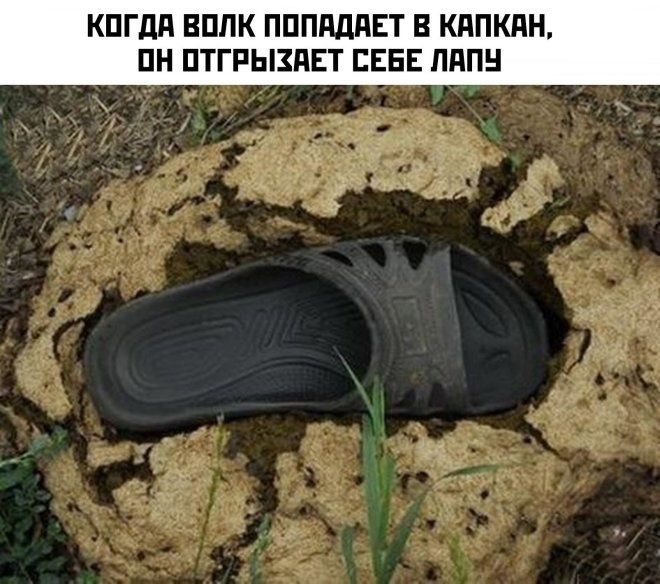 КОГДА ВОЛК ПОПАДАЕТ В КАПКАН, ОН ОТГРИЗАЕТ СЕБЕ ЛАПУ