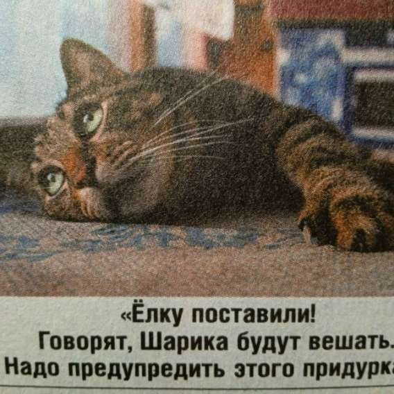 «Ёлку поставили! Говорят, Шарика будут вешать. Надо предупредить этого придурка»