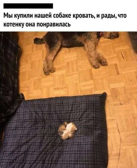 Мы купили нашей собаке кровать, и рады, что котенку она понравилась