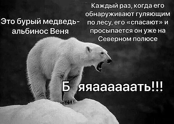 Это бурый медведь-альбинос Веня
Каждый раз, когда его обнаруживают гуляющим по лесу, его «спасают» и просыпается он уже на Северном полюсе
Бяяяяяяять!!!