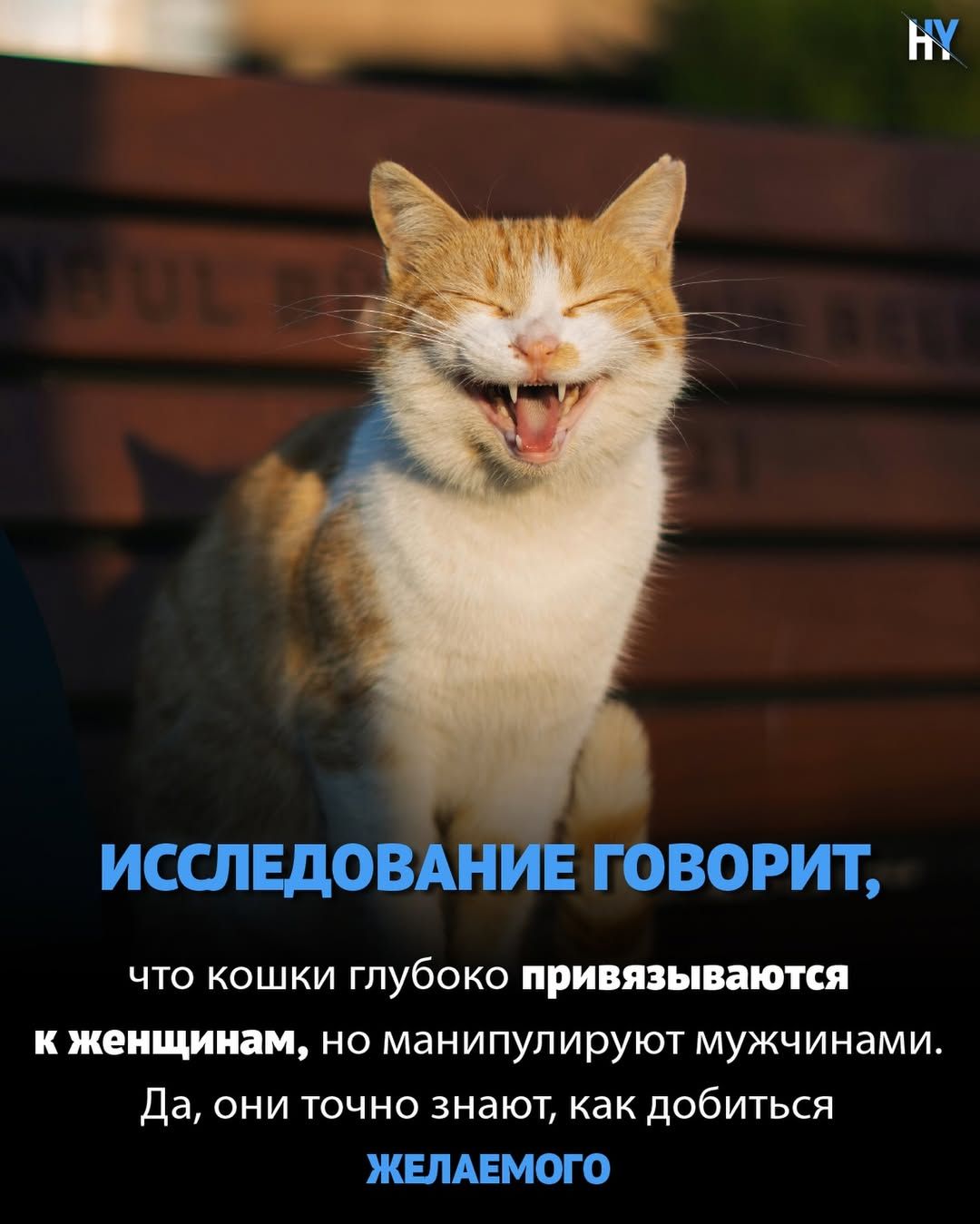 ИССЛЕДОВАНИЕ ГОВОРИТ, что кошки глубоко привязываются к женщинам, но манипулируют мужчинами. Да, они точно знают, как добиться ЖЕЛАЕМОГО