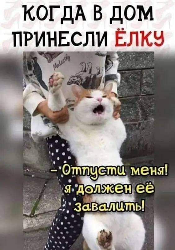КОГДА В ДОМ ПРИНЕСЛИ ЁЛКУ
- Отпусти меня! Я должен её завалить!